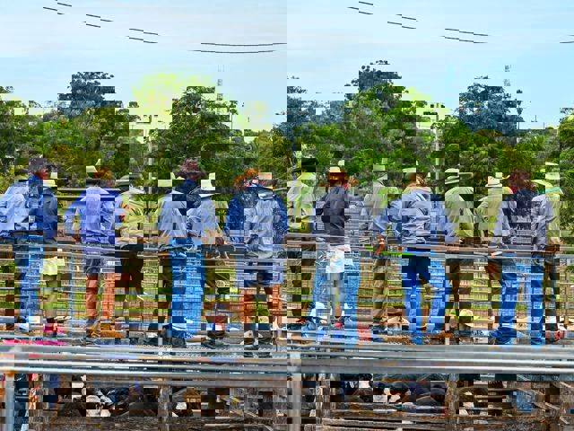 Dunedoo Monthly Store Cattle Sale